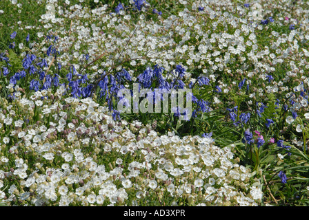 Una massa di mare Campion e Bluebells Foto Stock