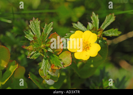 Alpine Cinquefoil in stretta fino Foto Stock