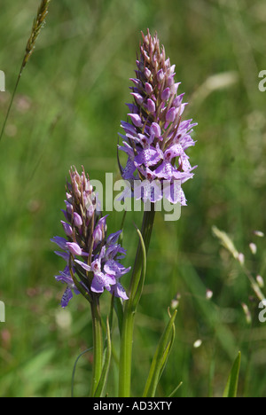 Due picchi di fiori del sud della Marsh Orchid Foto Stock