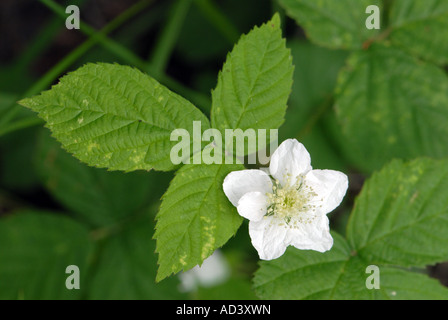 Un unico fiore di rovo e foglia Foto Stock