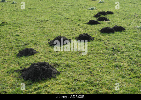 Molehills nel campo Foto Stock