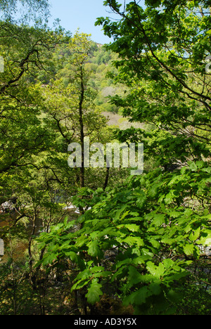 Atmosfera di bosco con il colore di primo piano di foglie di quercia Foto Stock