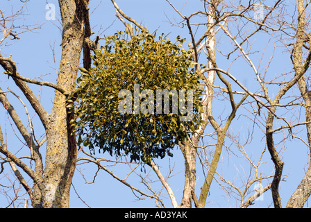 Tipicamente di vischio appeso su albero Foto Stock