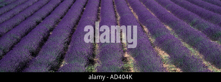 Campo di lavanda in righe, Provenza, Francia Foto Stock