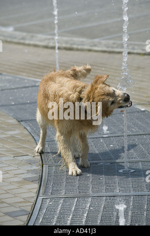 Un cane rimane fresco come esso gode di un beccuccio di acqua fredda da una fontana al di fuori del Museo Guggenheim, Bilbao Foto Stock