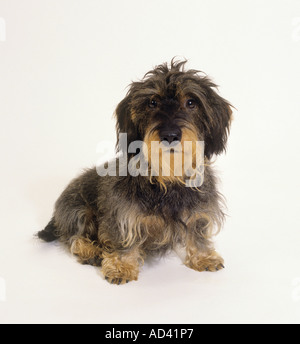 Wire-haired bassotto - tagliare Foto Stock