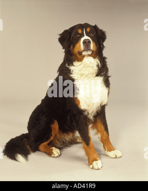 Bovaro del Bernese - seduta - tagliare Foto Stock