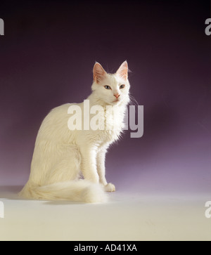 Angora turco - seduta - tagliare Foto Stock