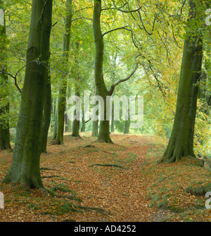 Autunno alberi Alderley Edge CHESHIRE REGNO UNITO Foto Stock