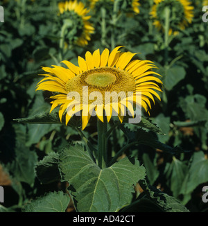 Un fiore giallo di girasole in un raccolto di olio capovolto per affrontare un sole estivo verticale Toscana Italia. luglio Foto Stock