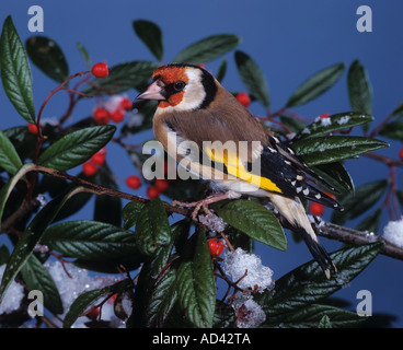 Cardellino europeo su nespola con neve carduelis Carduelis Foto Stock