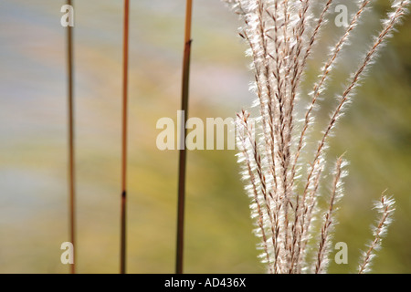 Eulalia malepartus erba in autunno miscanthus sinensis malepartus Foto Stock