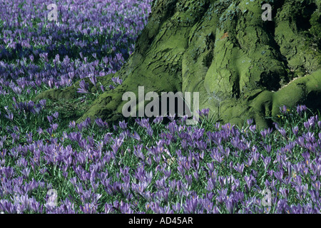 Crocus blooming Schlosspark, Husum, Schleswig-Holstein, Germania Foto Stock