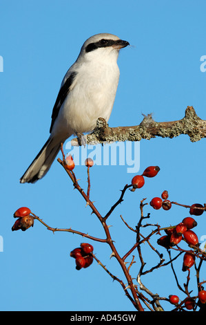 Grande Grigio Shrike (Lanius excubitor) o pesce persico Foto Stock