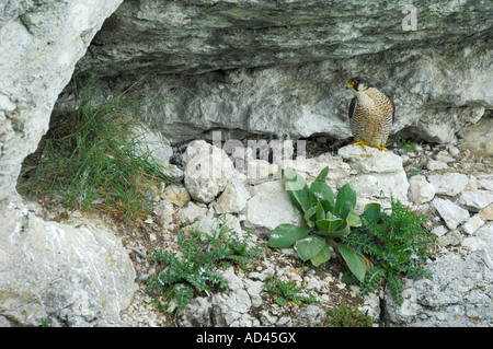 Falco pellegrino (Falco peregrinus), femmina con uccellini Foto Stock