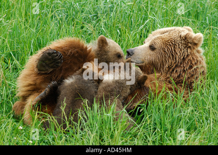 Unione l'orso bruno (Ursus arctos), ella-bear cubs di allattamento Foto Stock