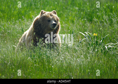 Unione l'orso bruno (Ursus arctos), in esecuzione Foto Stock