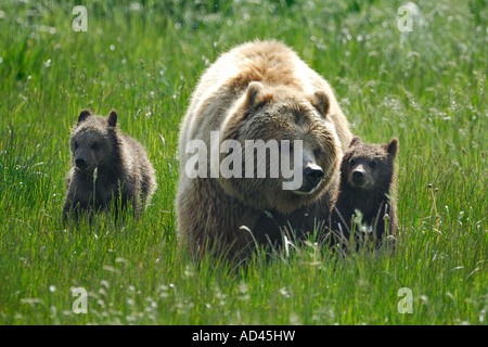 Unione l'orso bruno (Ursus arctos), femmina con due cuccioli Foto Stock