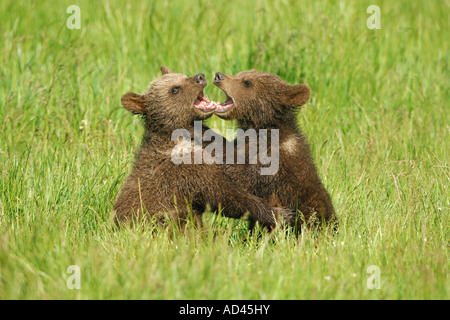 Unione l'orso bruno (Ursus arctos), cani giocando Foto Stock