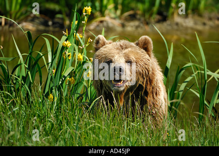 Unione l'orso bruno (Ursus arctos) Foto Stock