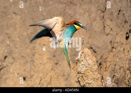 Unione Gruccione (Merops apiaster) lo sbarco sul suo pesce persico Foto Stock