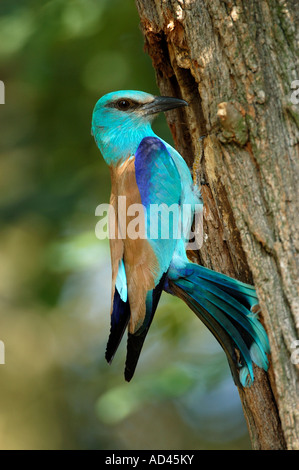 Rullo europea (Coracias garrulus) Foto Stock