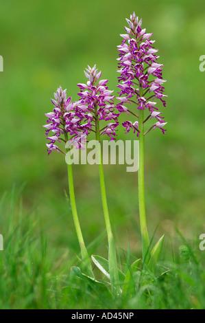 Orchidea militare (Orchis militaris), infiorescenza Foto Stock