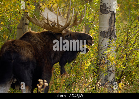 Alce maschio (Alces alces), il Parco Nazionale del Grand Teton, Wyoming, Stati Uniti d'America Foto Stock