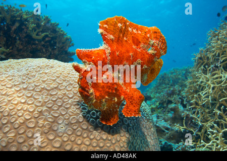 Rosso pesce rana gigante (Antennarius commersonii), Indonesia Foto Stock