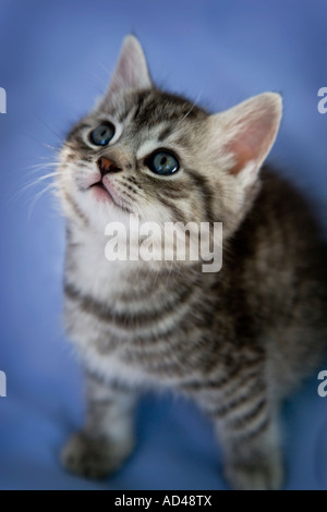 Grigio tabby kitten guardando verso l'alto Foto Stock