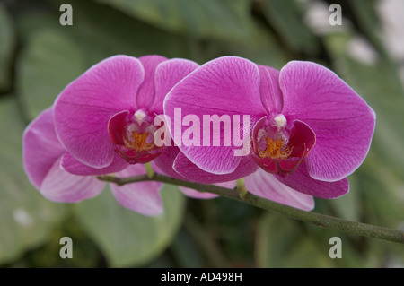 Orchidee Foto Stock