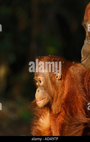 Orang-Utan (Pongo pygmaeus) in Tanjung Putting parco nazionale, Central-Kalimantan, Borneo, Indonesia Foto Stock
