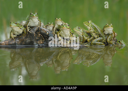 Un gruppo di rane commestibili (Rana esculenta) con la riflessione in un pool Foto Stock