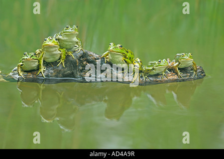 Rane commestibili (Rana esculenta) seduto su un ramo Foto Stock