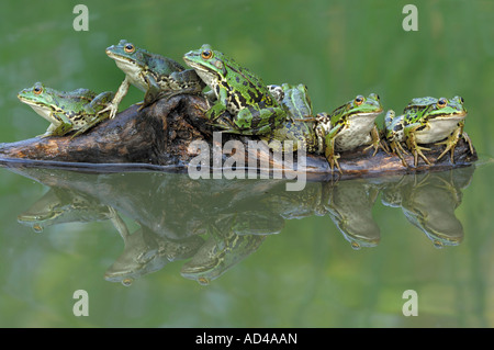 Un gruppo di rana verde s(Rana esculenta) con la riflessione in un pool Foto Stock