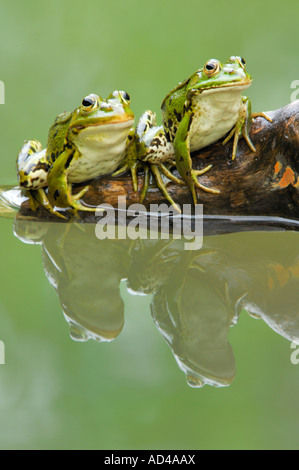 Rane commestibili (Rana esculenta) con la riflessione Foto Stock