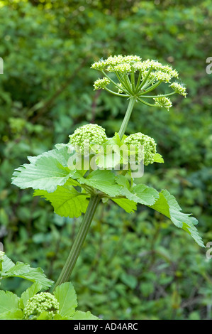 Alexanders Smyrnium olusatrum Gillespie Park Highbury Londra Inghilterra REGNO UNITO Foto Stock