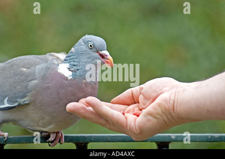 Un amichevole Woodpigeon Columba palumbus mangiare dalla mano London , REGNO UNITO Foto Stock