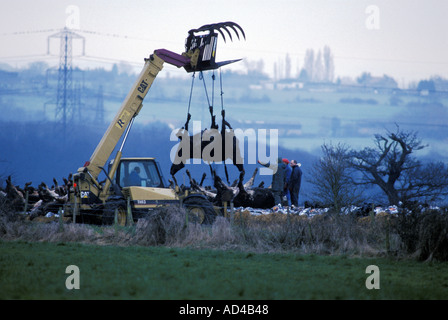 Regno Unito bulldozer il sollevamento dei cadaveri DI AFTA EPIZOOTICA di vacche infette abbattuti in una fattoria in Essex Sud Est Inghilterra marzo Foto Stock