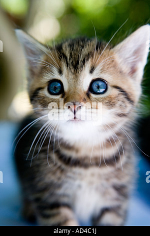 Close up tabby gattino con messa a fuoco morbida dello sfondo del giardino Foto Stock