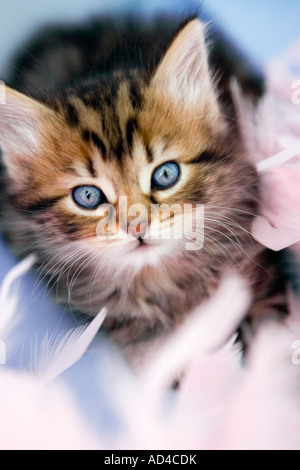Tabby kitten cercando fino a piume rosa Foto Stock