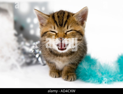 Tabby kitten meowing seduto fra orpelli natalizi e carta da imballaggio Foto Stock