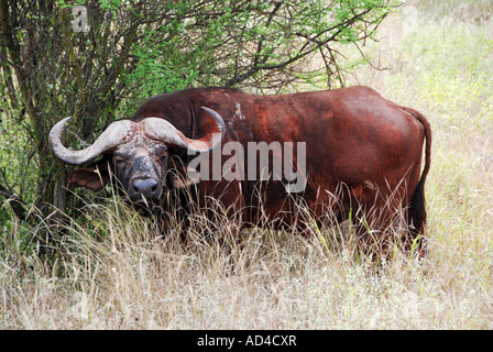 Bufali (Syncerus caffer), Bull, Samburu Riserva Nazionale Masai Mara, Kenya, Africa Foto Stock