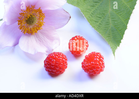 Il lampone e fiori Foto Stock