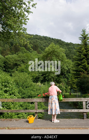 Un senior donna fiori di irrigazione in una cassetta per fiori Foto Stock