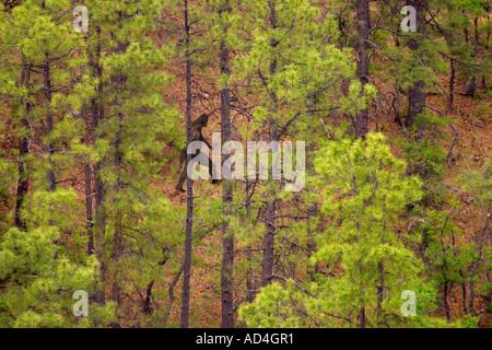 Foto distanti di un Bigfoot camminare su per una collina (versione a colori) Foto Stock