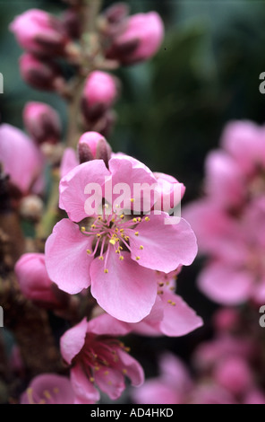 Peach blossom Prunus persica varietà Doone Valley Foto Stock