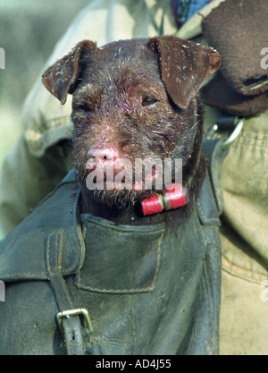 Un cane TERRIERMANS CON IL BEAUFORT HUNT IN SOUTH GLOUCESTERSHIRE REGNO UNITO che è impiegato per scavare una volpe che è andato a massa Foto Stock