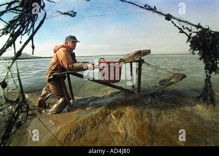 BRENDAN SELLICK L'ultimo pescatore di gamberi utilizzando un cavallo di fango sulle velme di Bridgwater Bay SOMERSET REGNO UNITO Foto Stock