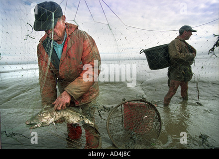 BRENDAN SELLICK L'ultimo pescatore di gamberi utilizzando un cavallo di fango sulle velme di Bridgwater Bay SOMERSET REGNO UNITO Foto Stock